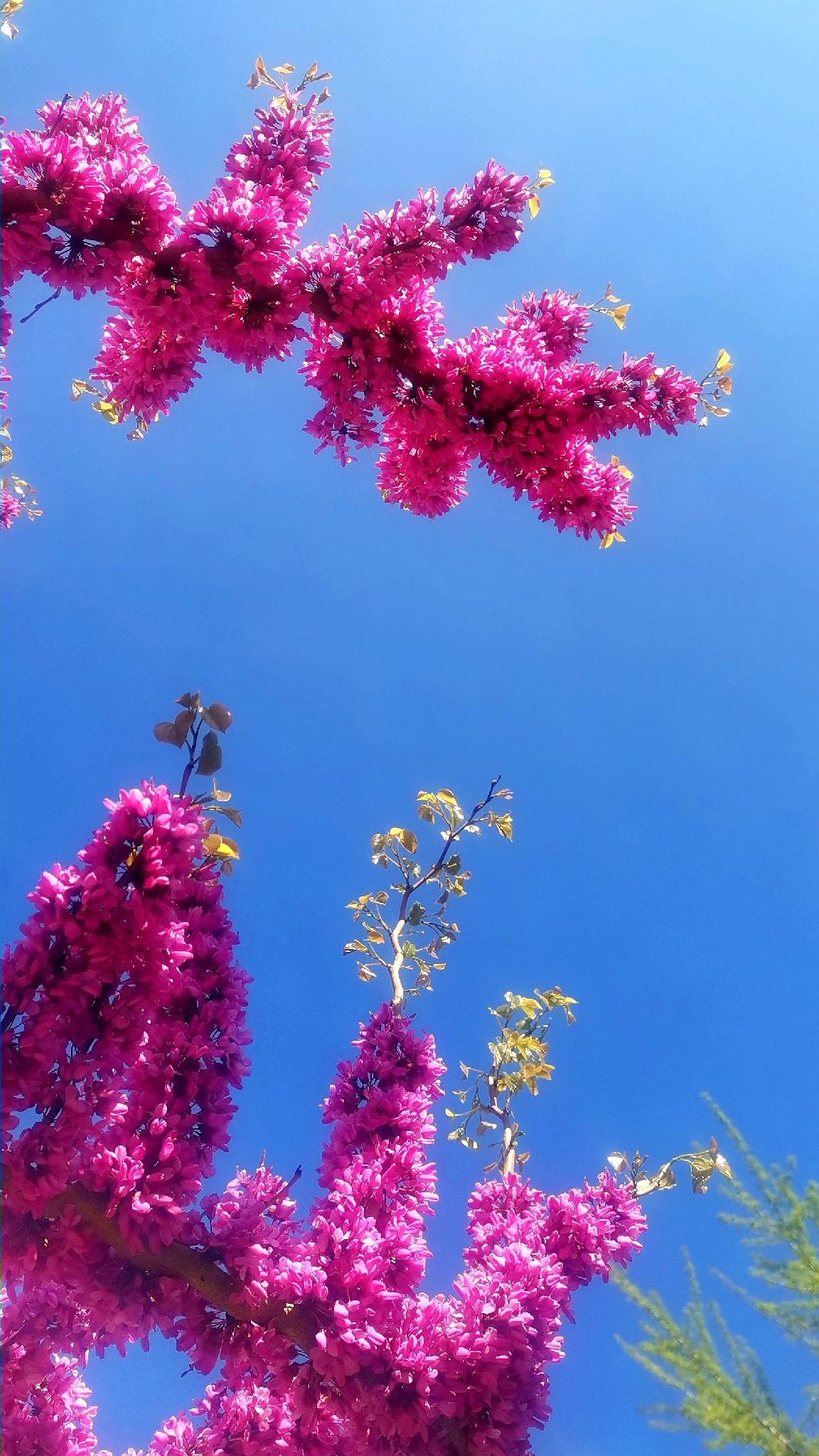 楝花初开
天蓝如洗树影稀，
紫瓣轻落辞秀枝。
一树楝花初烂漫，
十里芬芳不及伊！