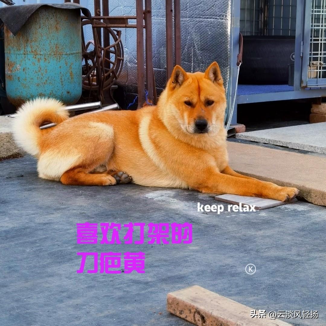 江苏的一位粉丝朋友，在零五年春节的时候，花了两千多块钱，在网上买了一只中华田园犬