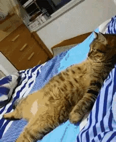 图一：天气变的不好了，猫咪都懒得出去活动。
图二：不得不说吧，狗子的这个拍子，打