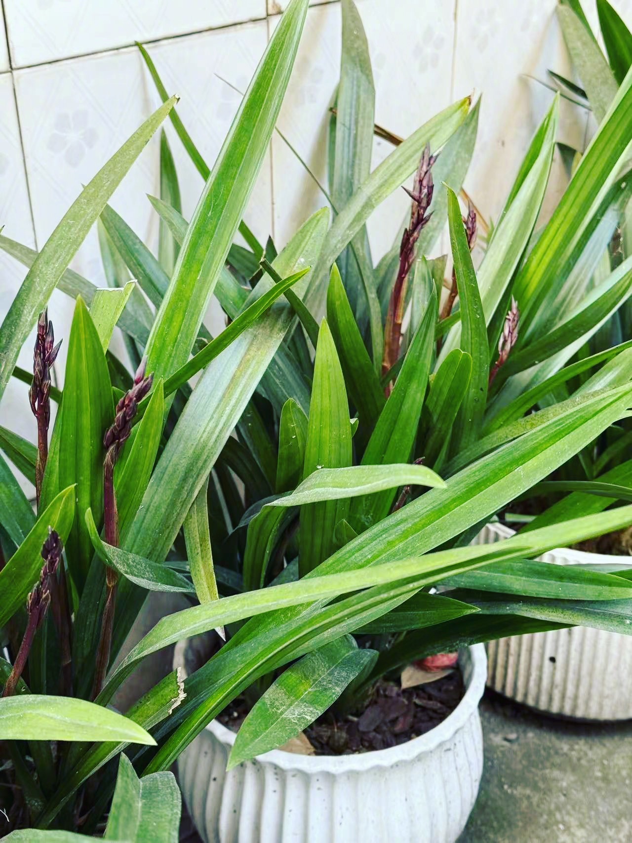 今年想要播的种子，种下了吗？去年播的种子，开花了吗？春天了您，随着季节成长了吗？