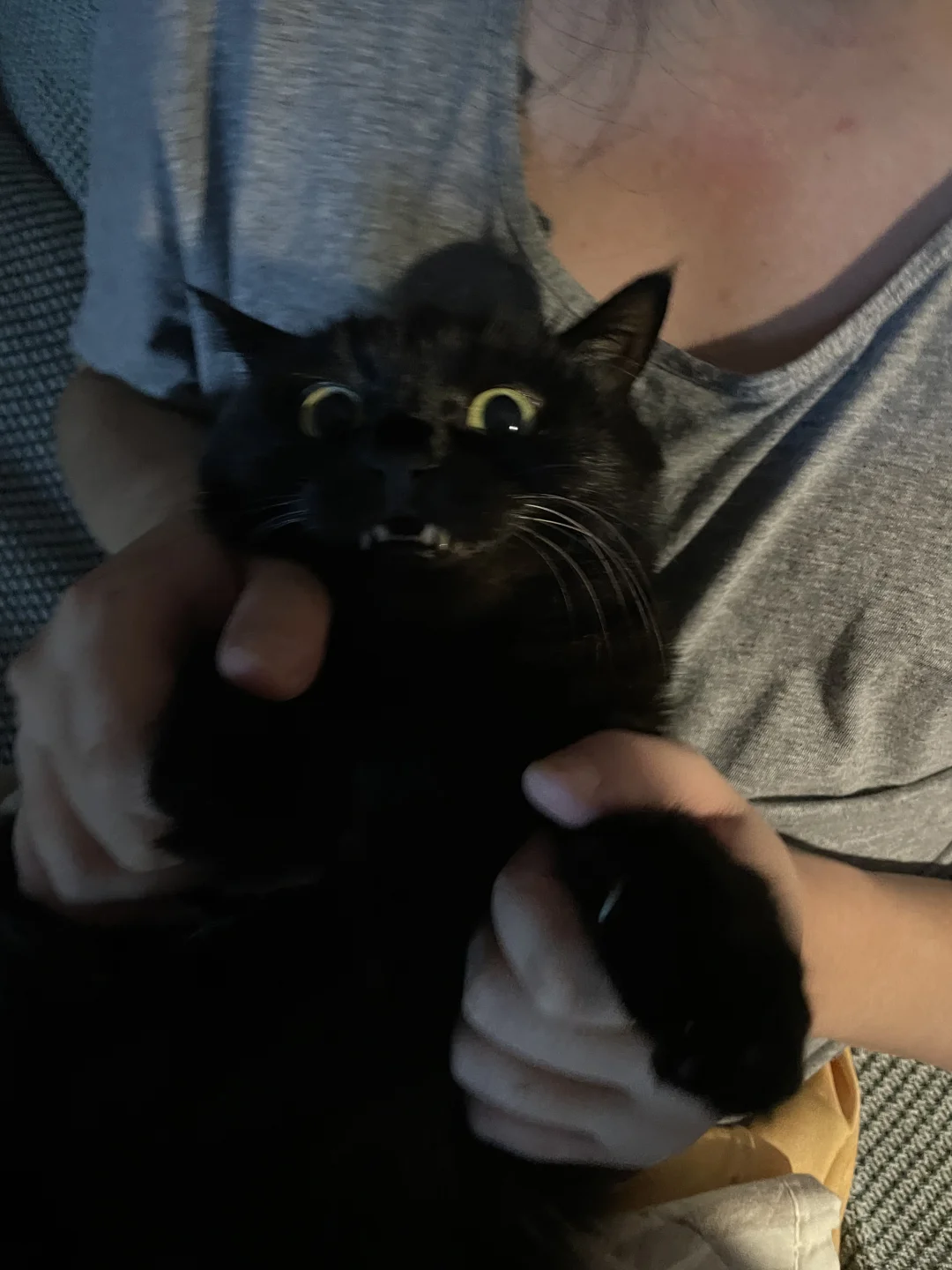 小猫咪我好像又被绑架惹！