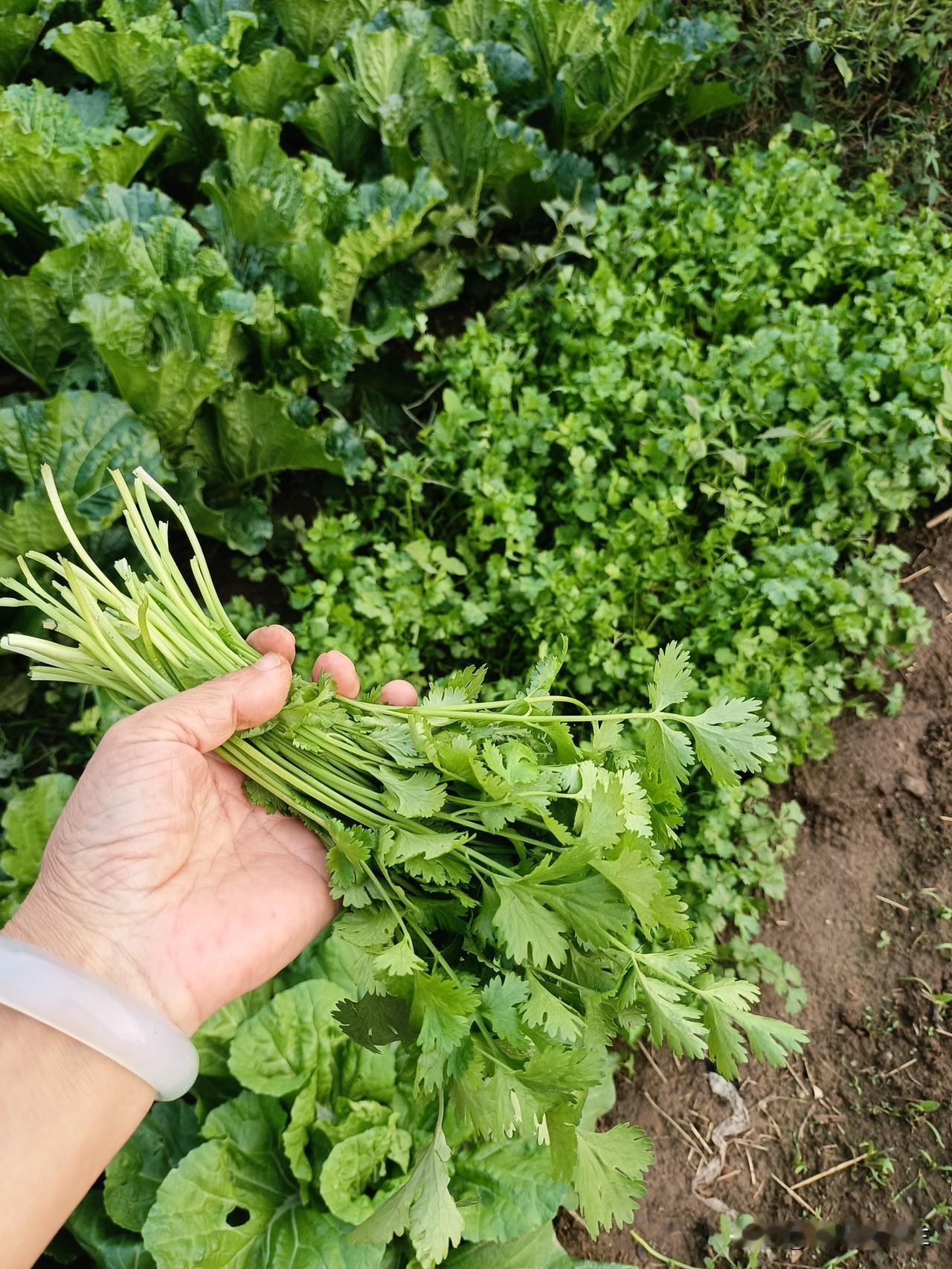 晚上老妈想吃香菜拌咸菜，我去菜园拔点香菜。

香菜长得好快，一周的时间就长高了很