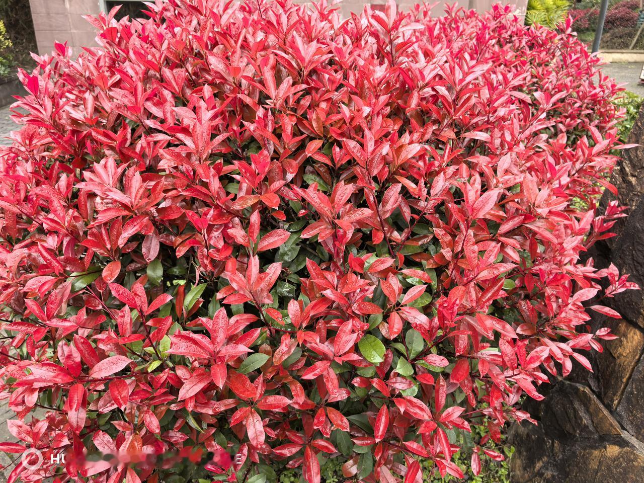 要说最神奇的东北话，“整”绝对算一个。这一个字，那真是神通广大。“整点儿吃的”，