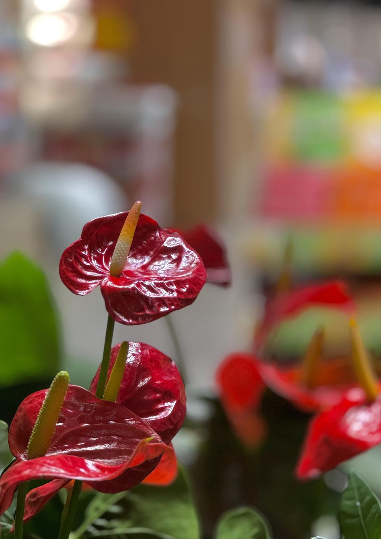 分享一张最近随手拍的照片