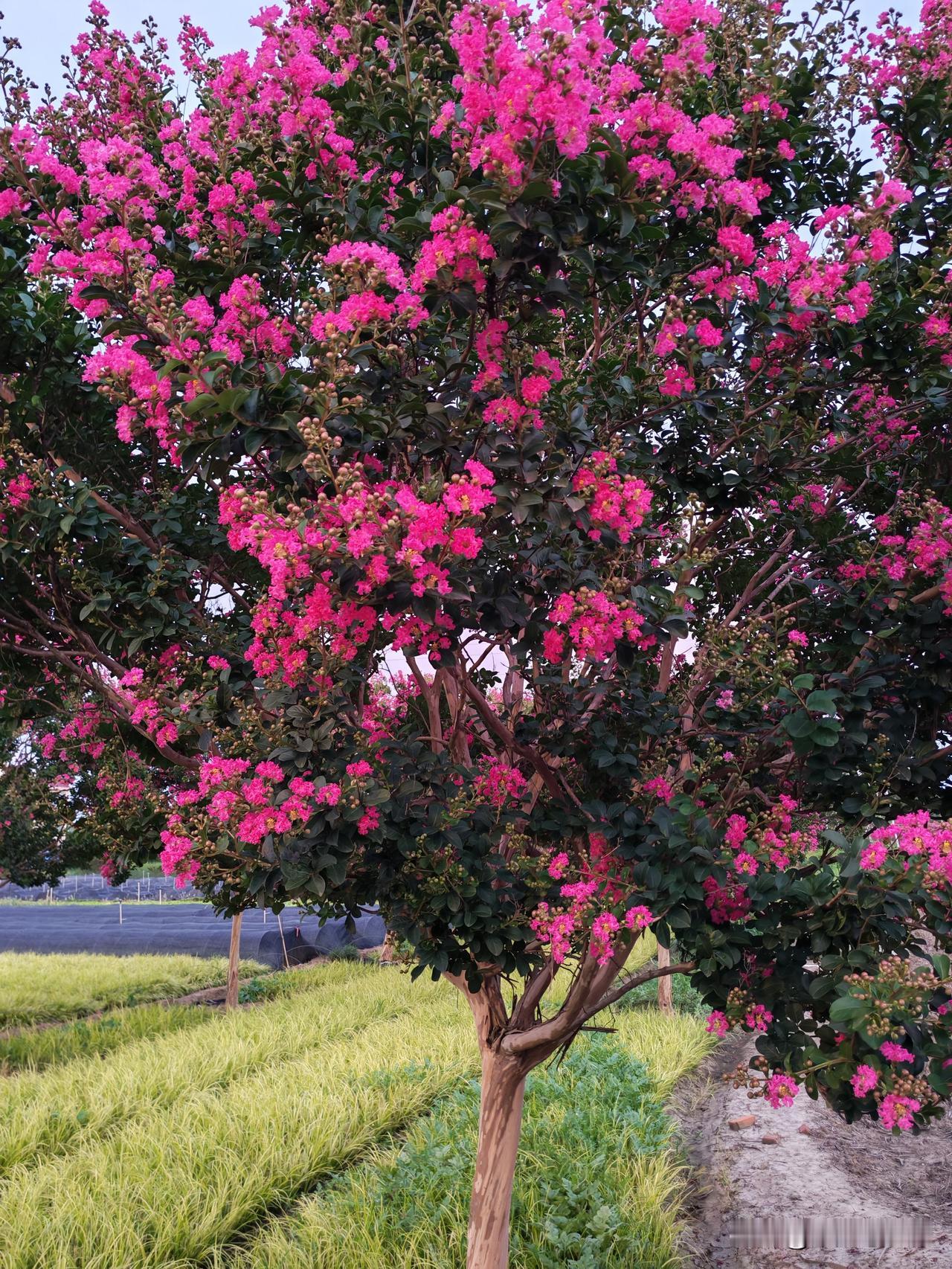 随口牵了根红线，人家送来厚礼，我一夜没睡好。

去年六月一天，突然下雨，我们苗木