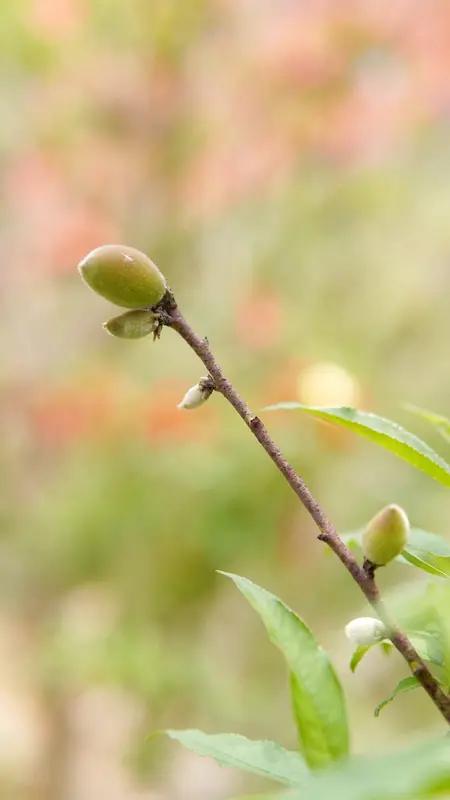 春天仿佛拥有一种神奇魔力，以其独有的节奏，奏响生命绽放的旋律。
在春日暖阳的照耀