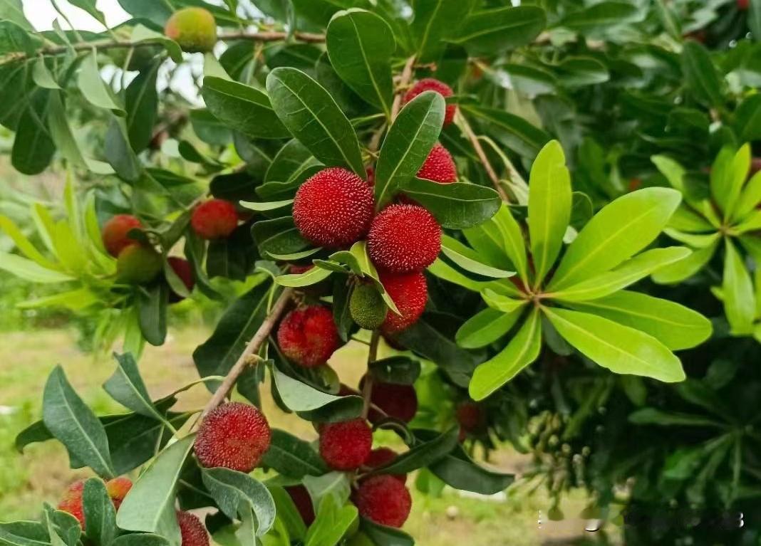 网友说的一点没错，现在应重点整顿的是线上的虚假宣传，直播带货，这些比线下那种发鸡