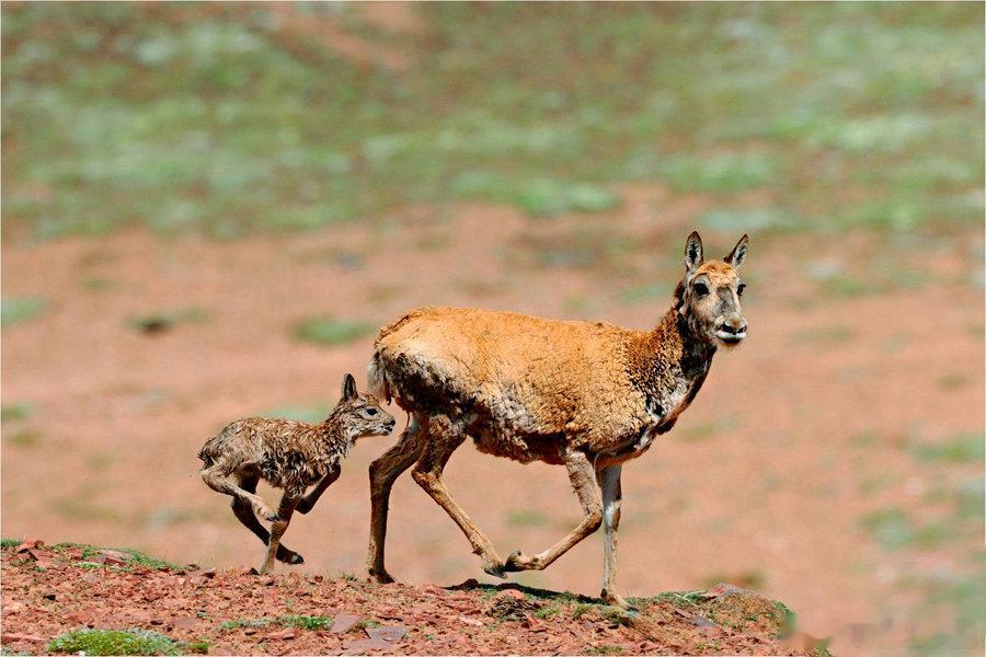 守护可可西里生灵守护高原净土辽阔的可可西里横亘在昆仑山下，冰川、草甸与湛蓝湖泊构