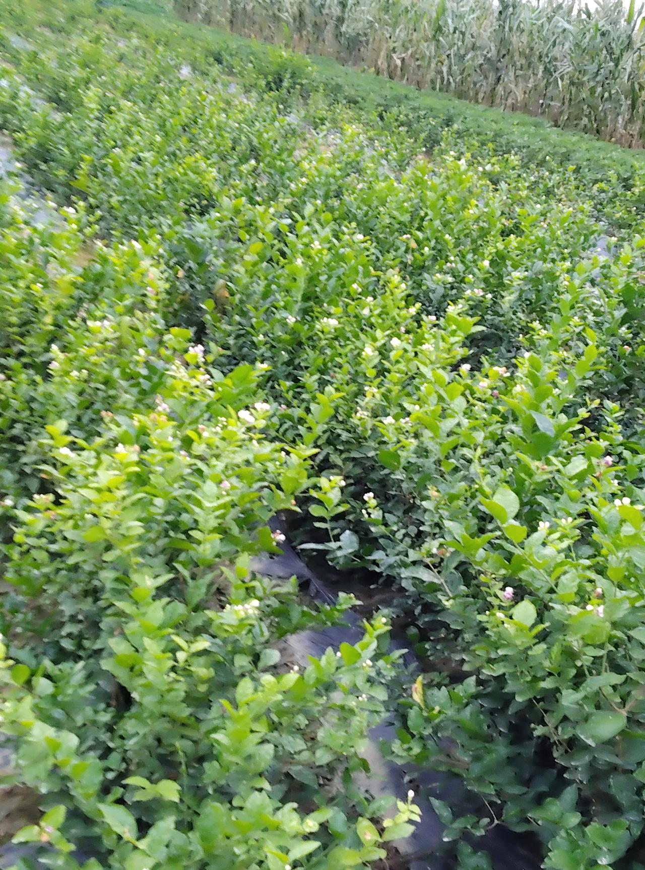 根据相关资料显示，茉莉花的故乡是印度、阿拉伯及波斯湾等地区 。
 
历史记载，茉