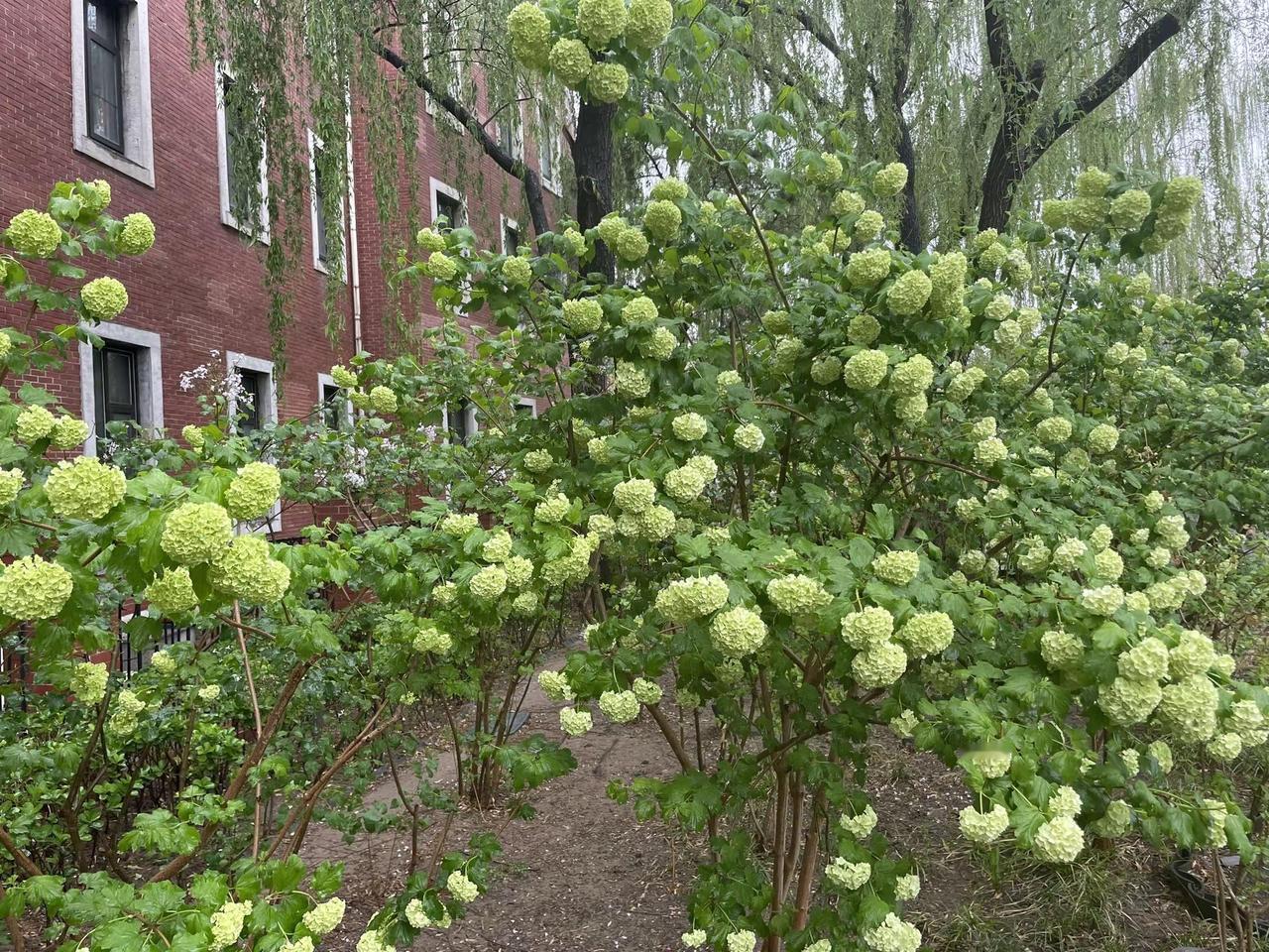 好想有个院子在里面种满木绣球