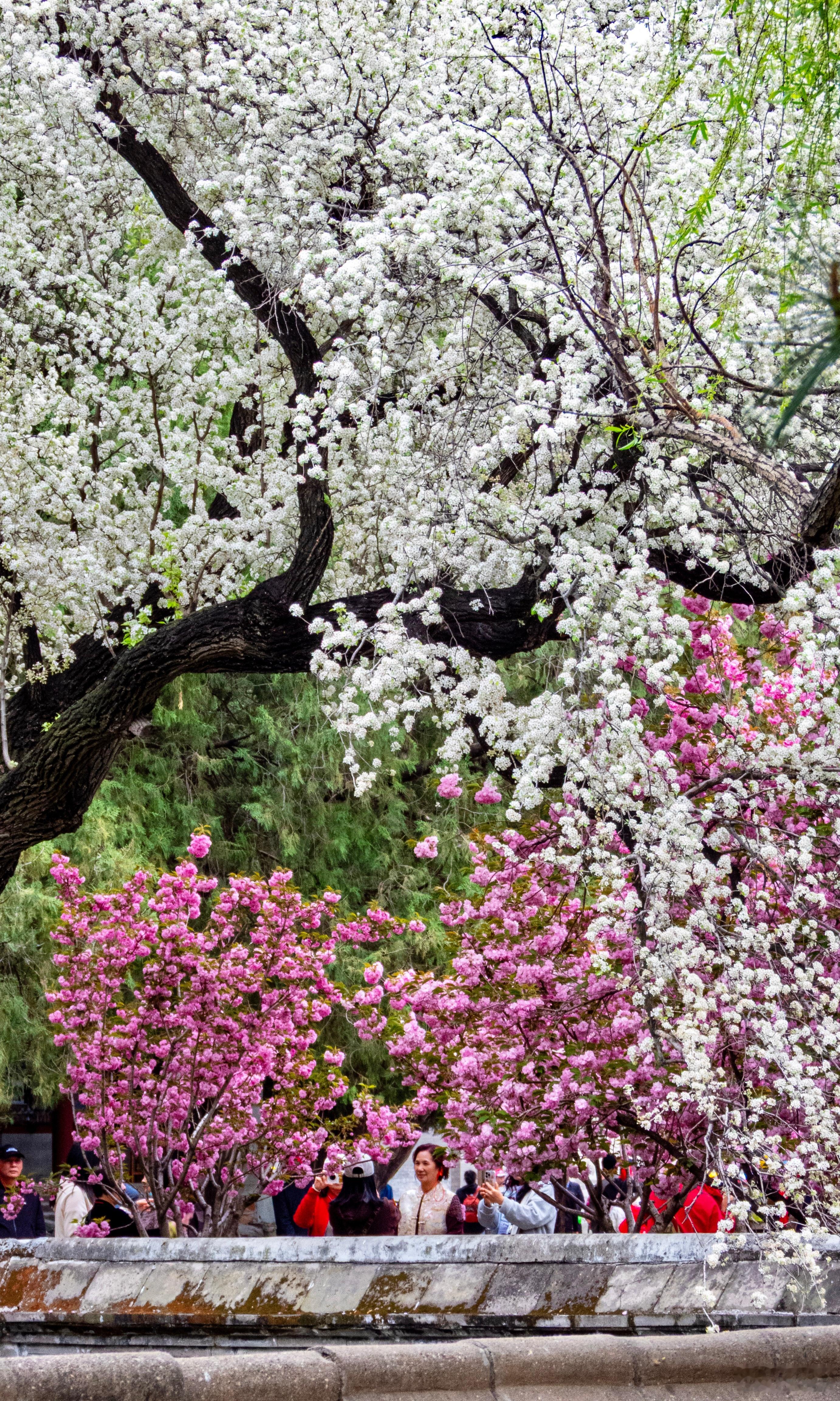 【颐和园 杜梨与晚樱】杜老擎云盖，关山绽艳霞。白凝千树雪，红透一庭花。影落荇波碎