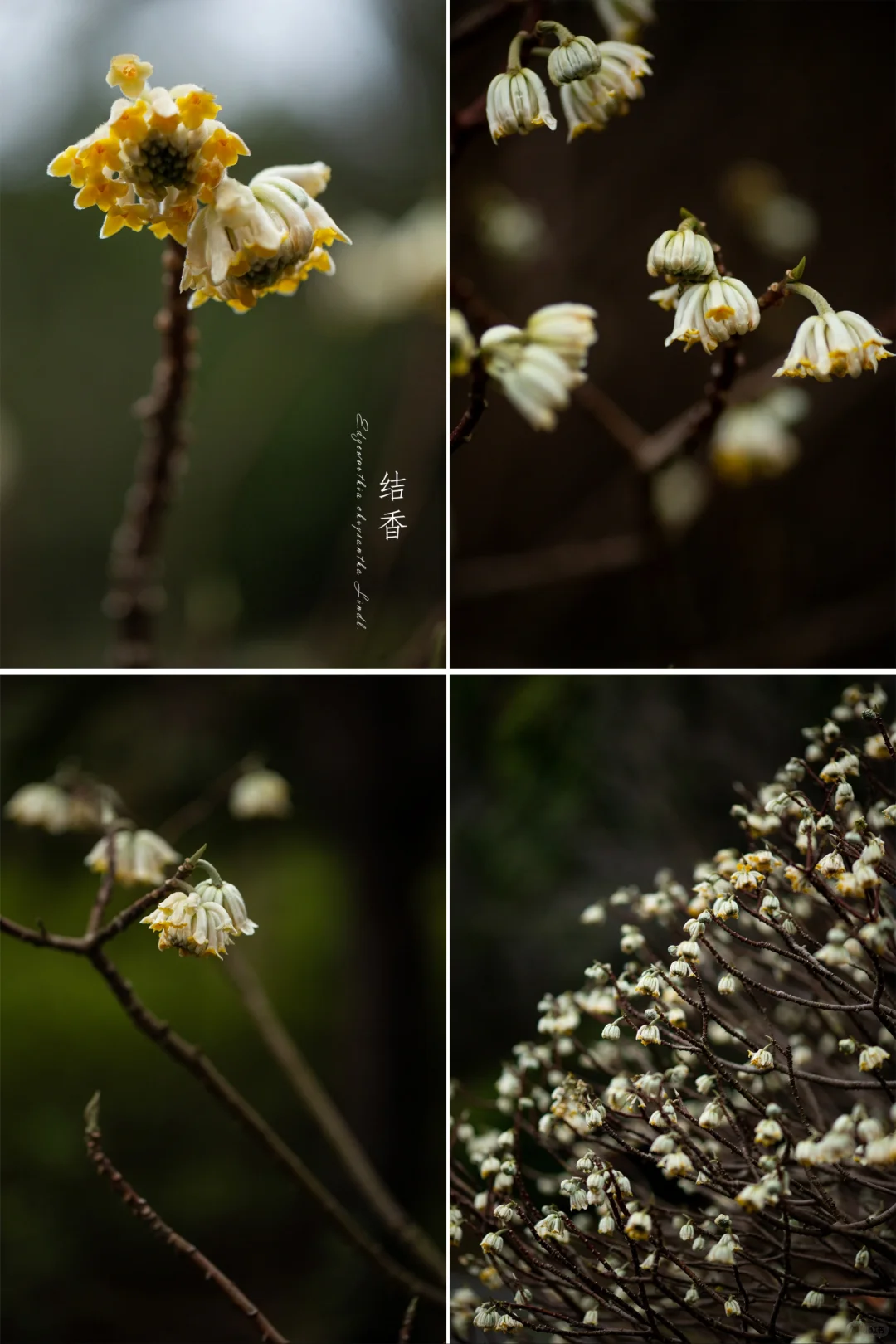 具有神秘“香味”的中国爱情花|结香花