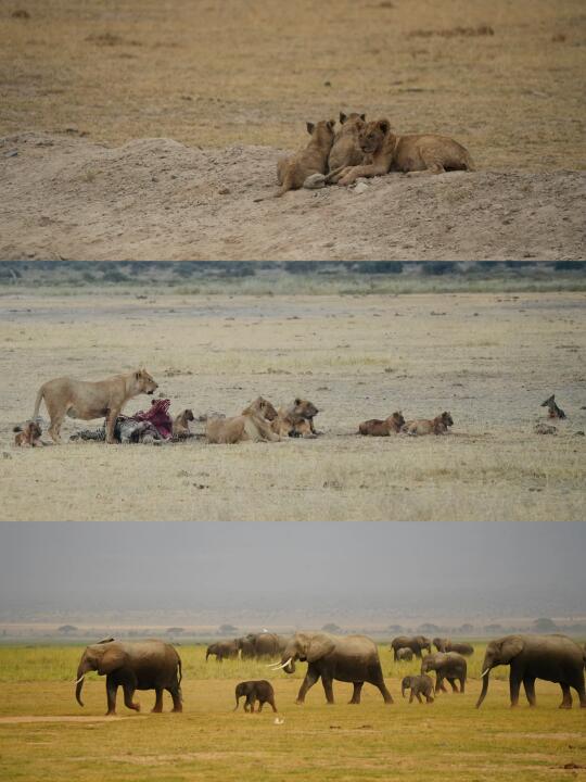 感谢，让我回忆起非洲旅行动物奇遇🦁
