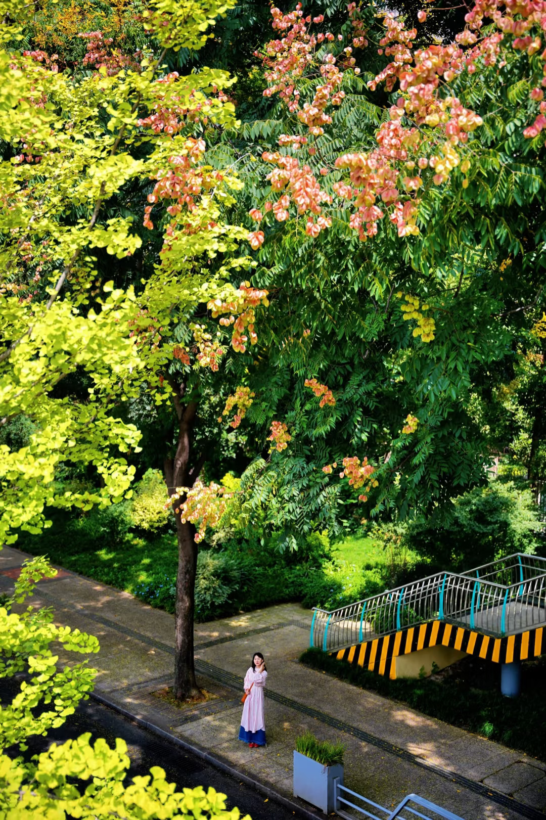 9.7实拍！！成都的栾树🍂秋天真的来了啊……
