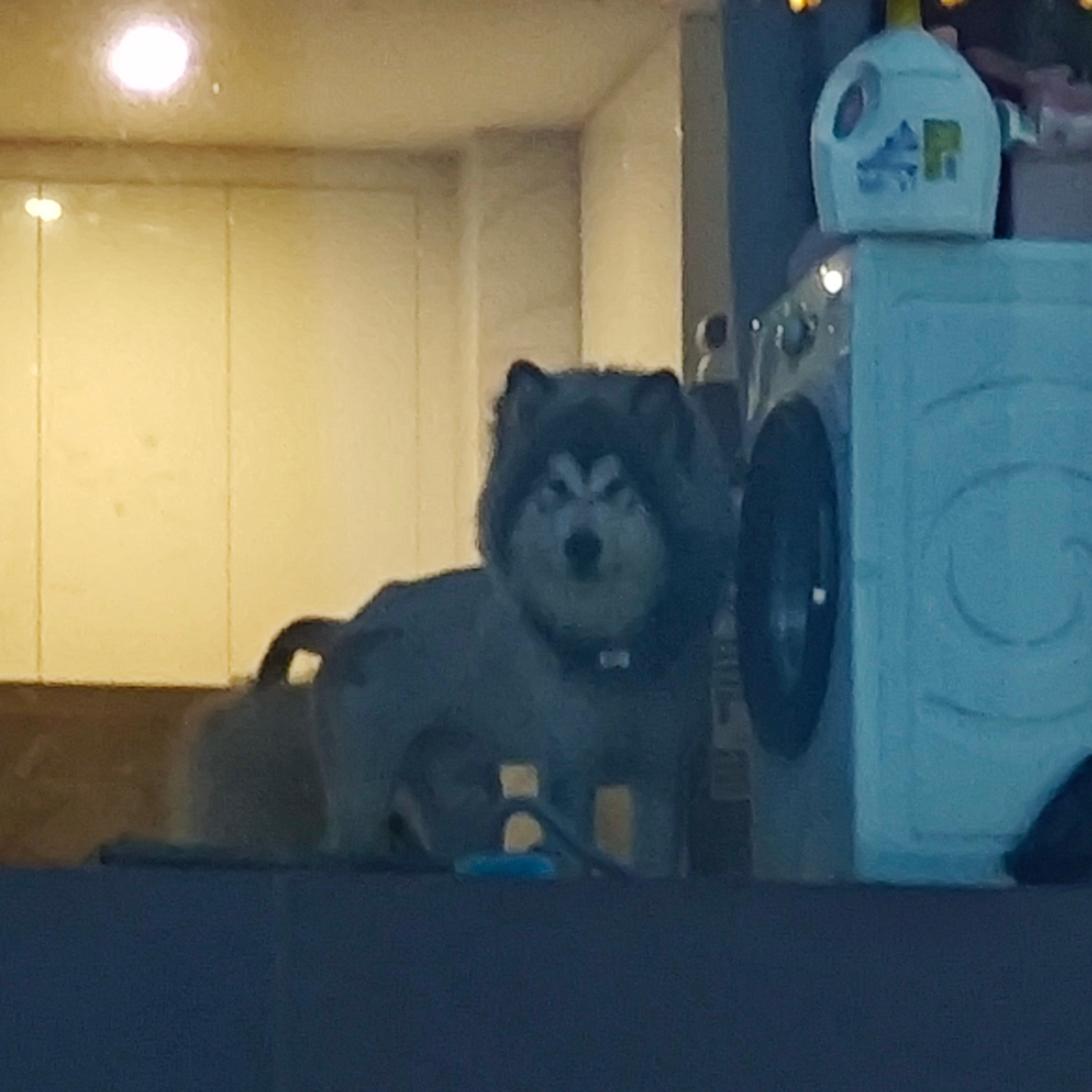 深圳暴雨哪来的暴雨风平浪静一整天就是特别闷下楼遛狗发现被楼上的狮子监视 ​​​