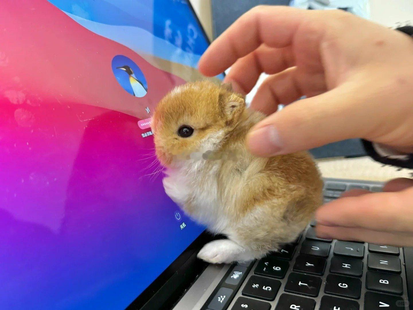 如何解锁邵群的本子需要一个小程秀🐰 