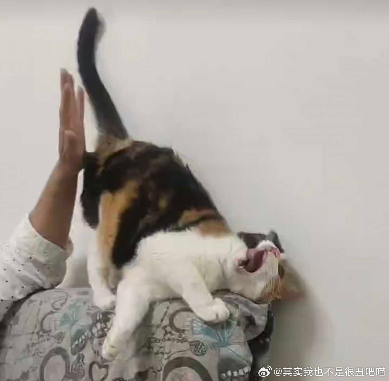 49832【拍照天才！？】高柱豹豹发来的猫咪视频截图，这一次一定会过稿的吧喵！ 