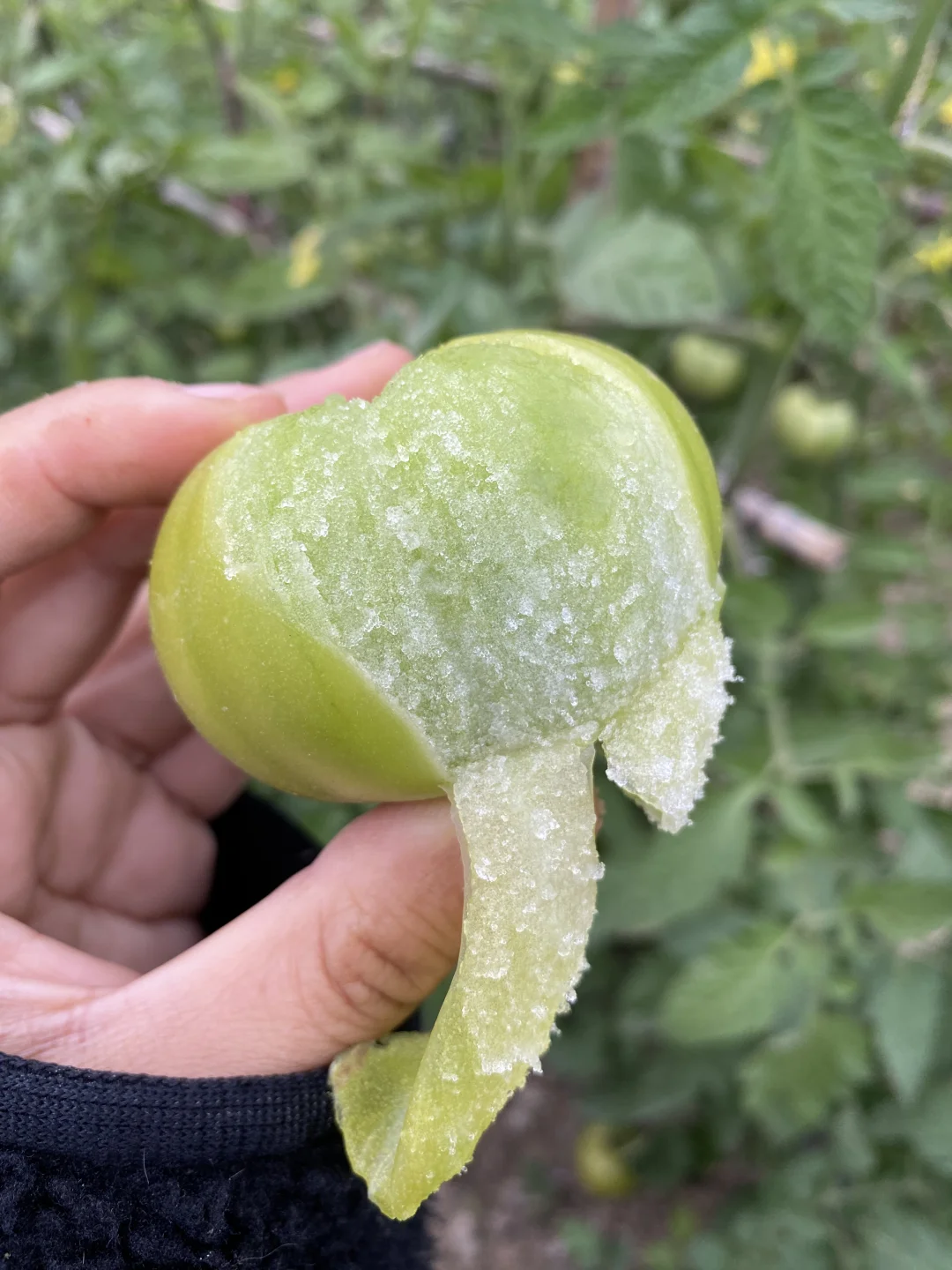 天气冷和贼不偷更搭诶🍅