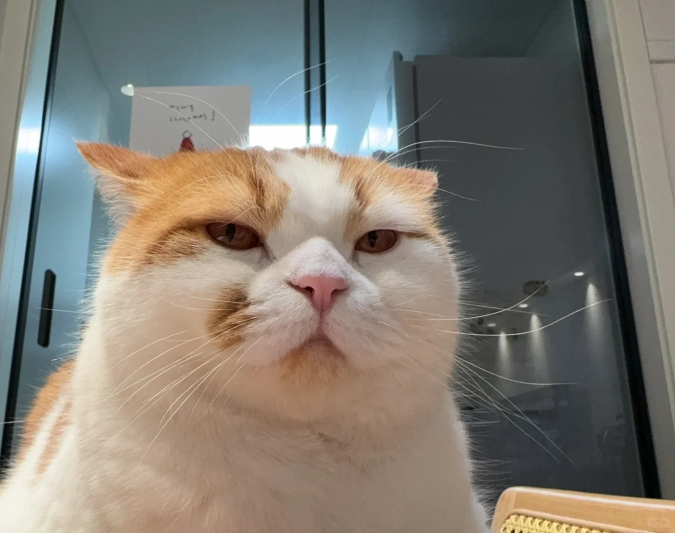小猫咪也得注意拍照角度