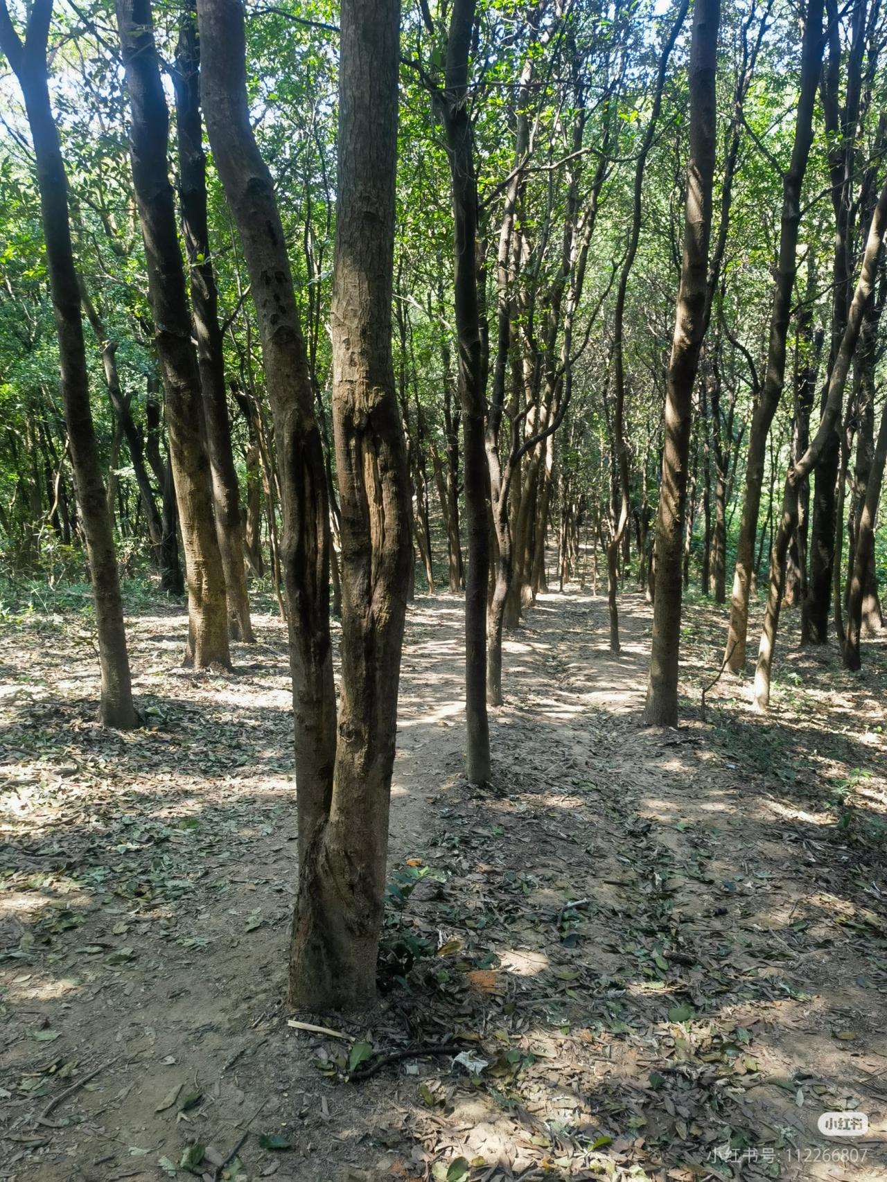 《曾国藩传》：自律不是强行苦熬、严苛自律，而是日课自省、以恒破笨、小事笃行

 