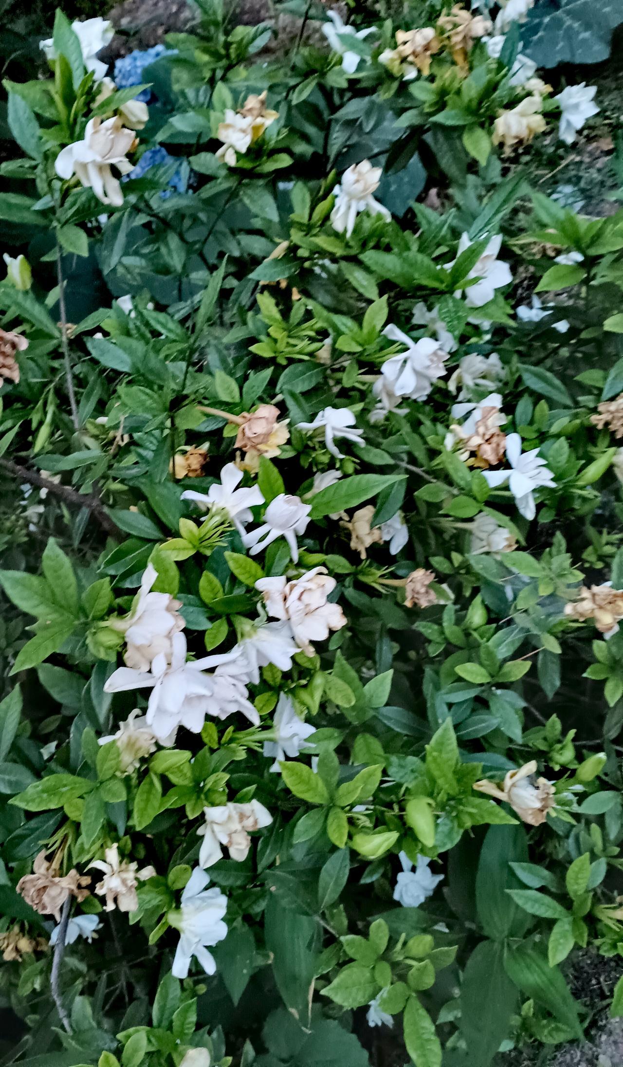 满枝栀子半褪素白，残瓣微枯，清风拂过，清润花香依旧漫溢林间。