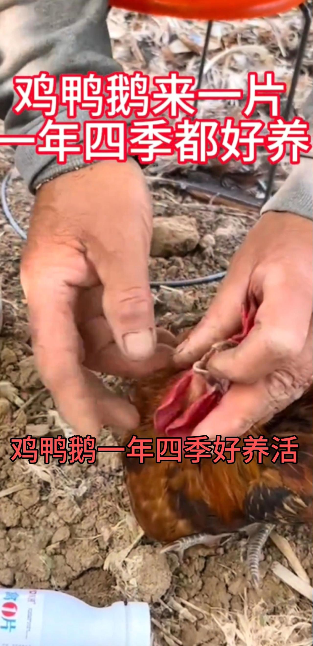 鸡鸭鹅来一片，一瓶100片，鸡鸭鹅好养活