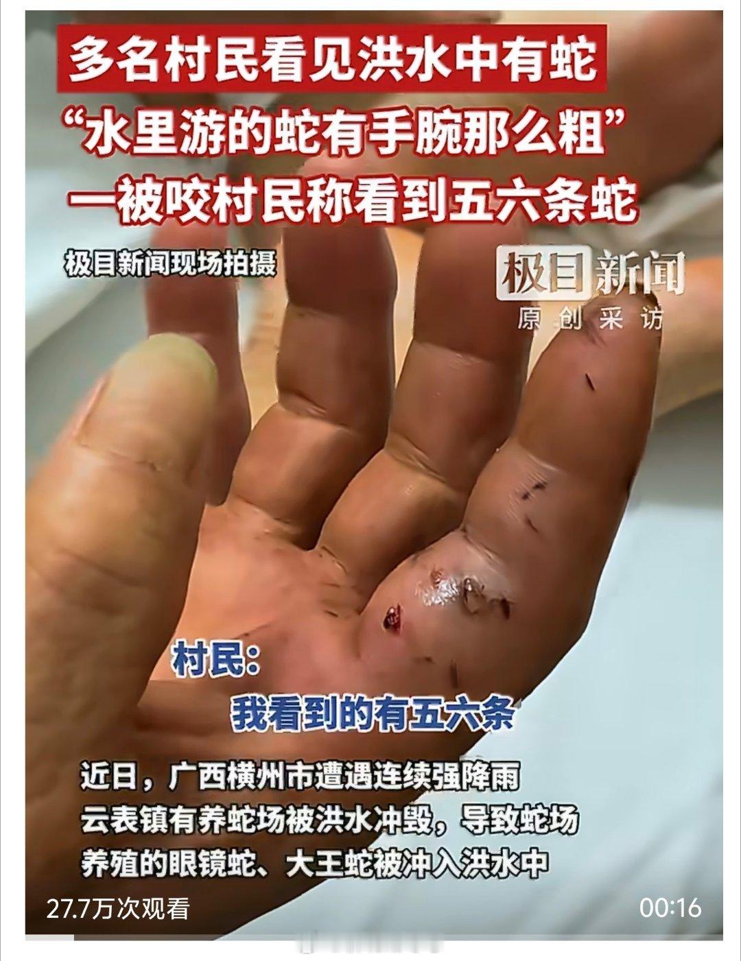 【广西洪水致蛇出逃村庄现状：多名村民看见洪水中有蛇，有人被蛇咬伤，因路断了救护车