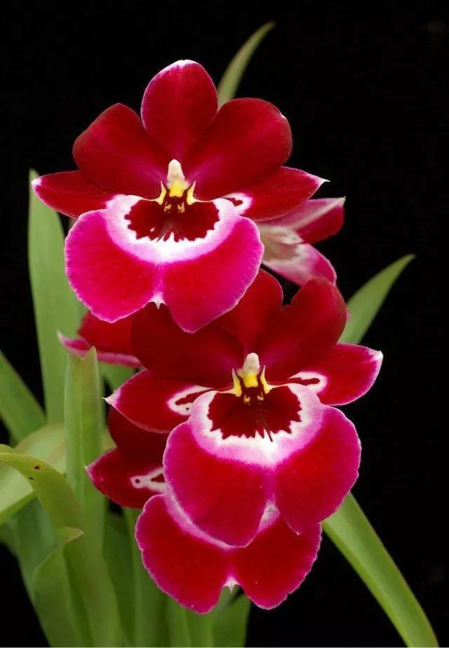 周二盘后传来重磅消息，周三行情究竟是下探，还是向上反包呢？
周二盘后重要消息如下