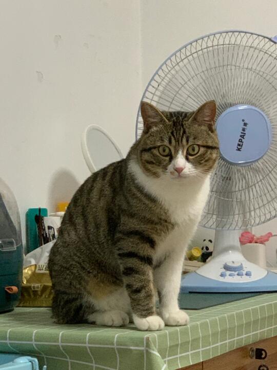 大胖小子