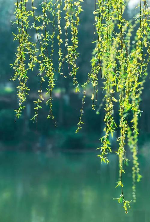 上联:细雨润红千桃树，诚邀对下联微风吹绿万柳枝