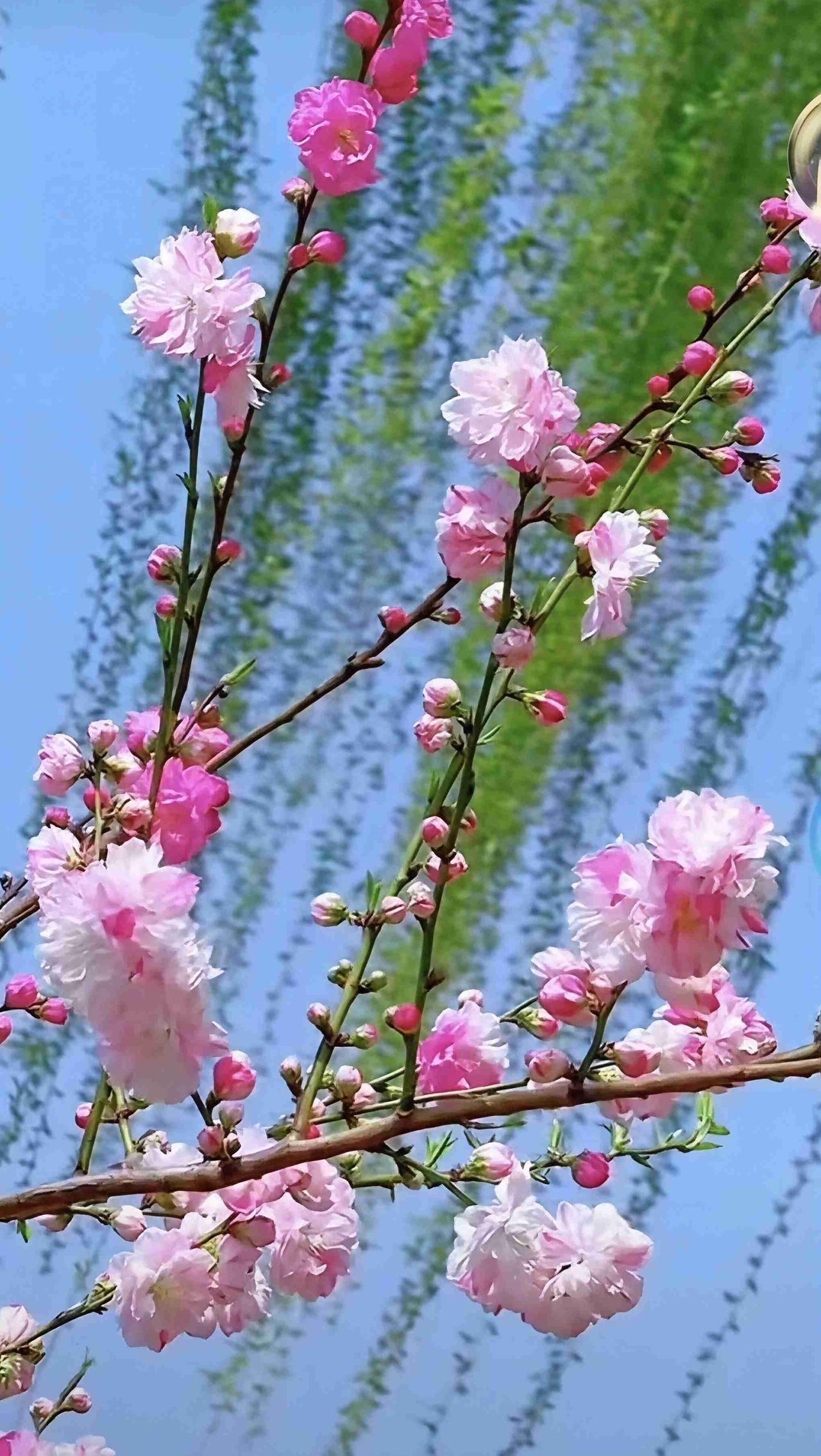 我的今日状态：😁轻松愉快
我这里的天气：☀️晴天，刮风，春风不刮杨柳不发，春风