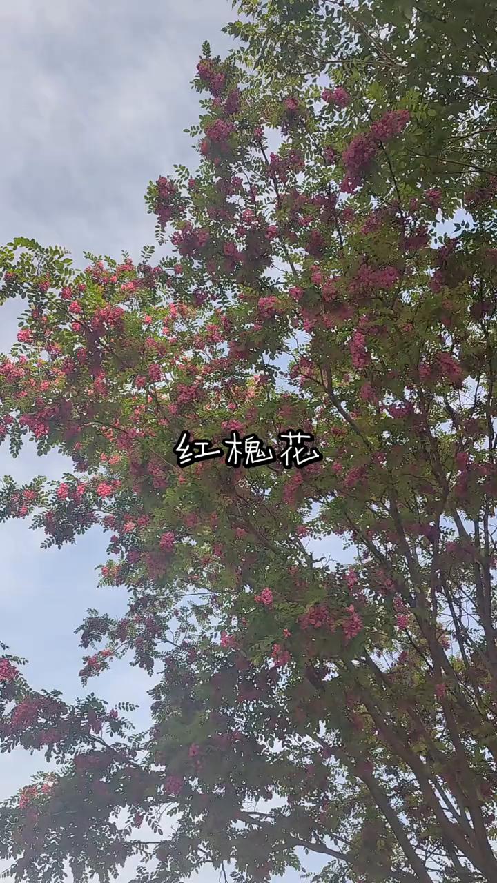红槐花。