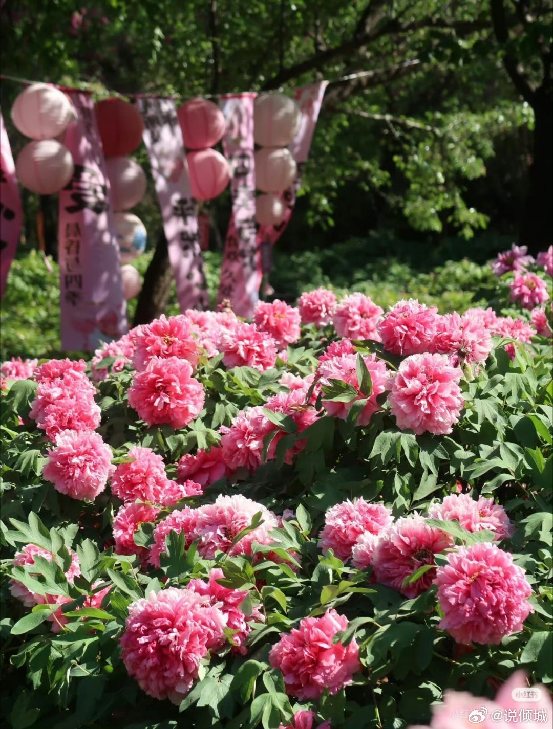 外籍友人组团来洛阳赏花 跨越山海，赴一场千年花约。外国友人组团走进洛阳，邂逅“花