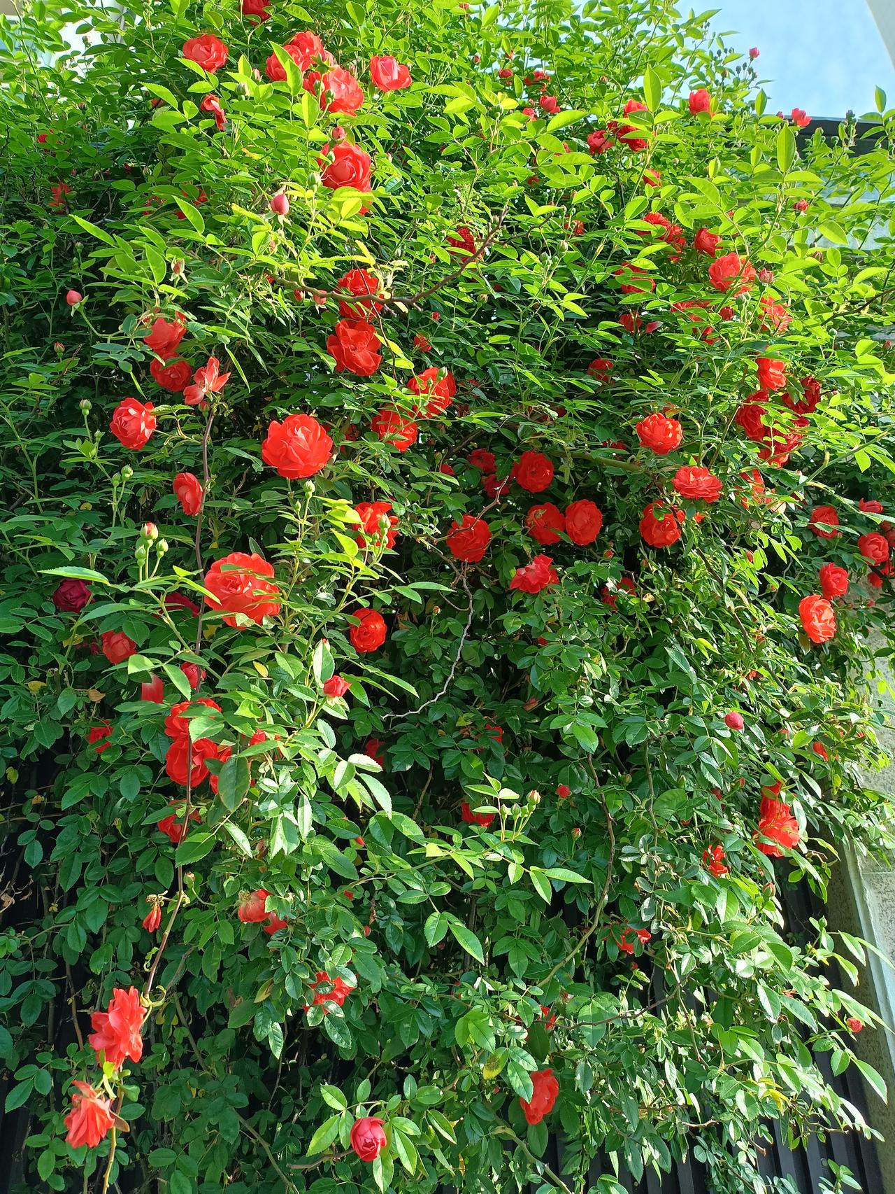 红木香热情似火，
白木香洁白清新。
红木香和白木香，
你喜欢哪一个。