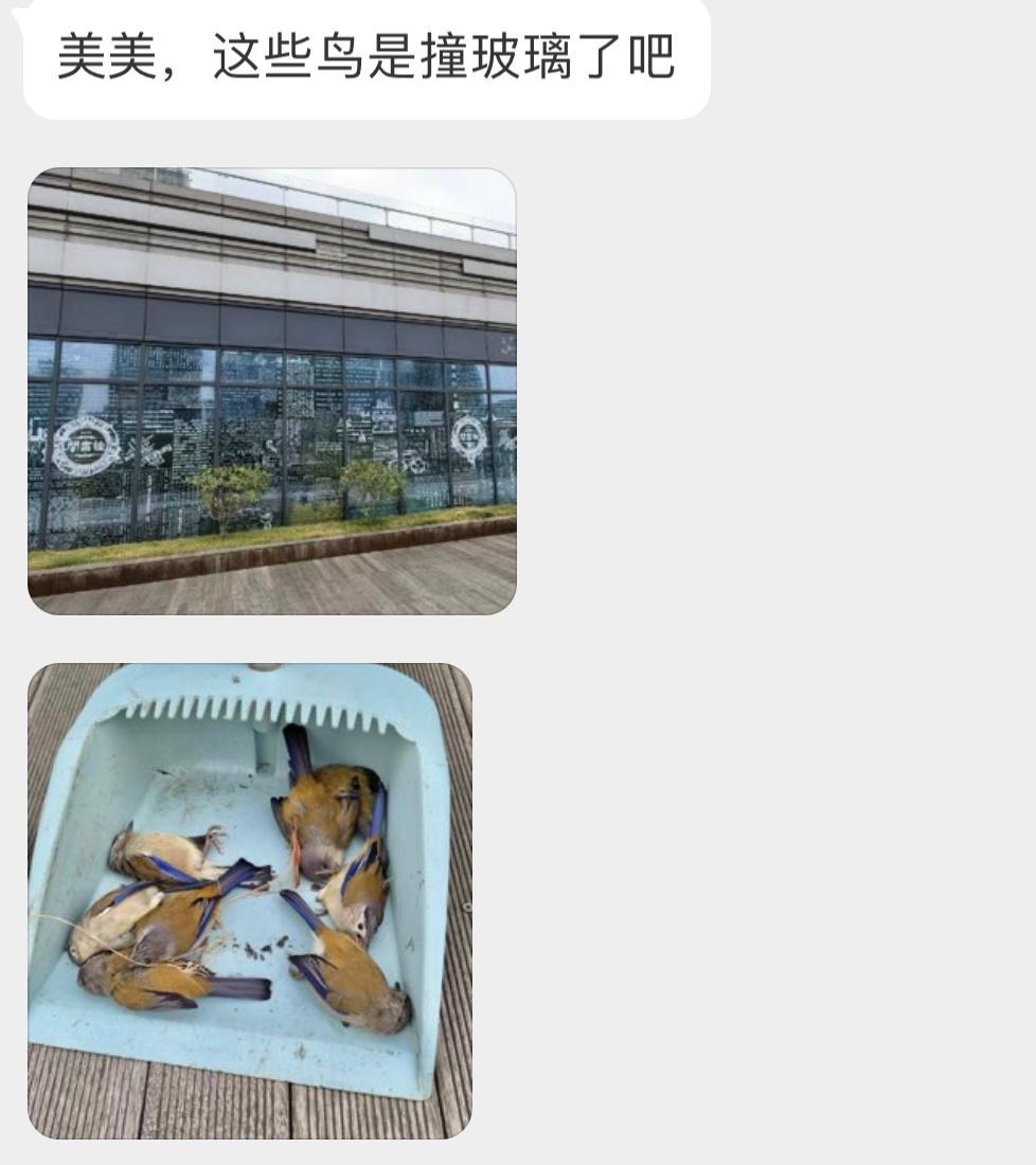 #撞玻璃的鸟# 撞玻璃的【蓝翅希鹛méi】它们结伴飞行，一同撞上了透明玻璃…鸟撞