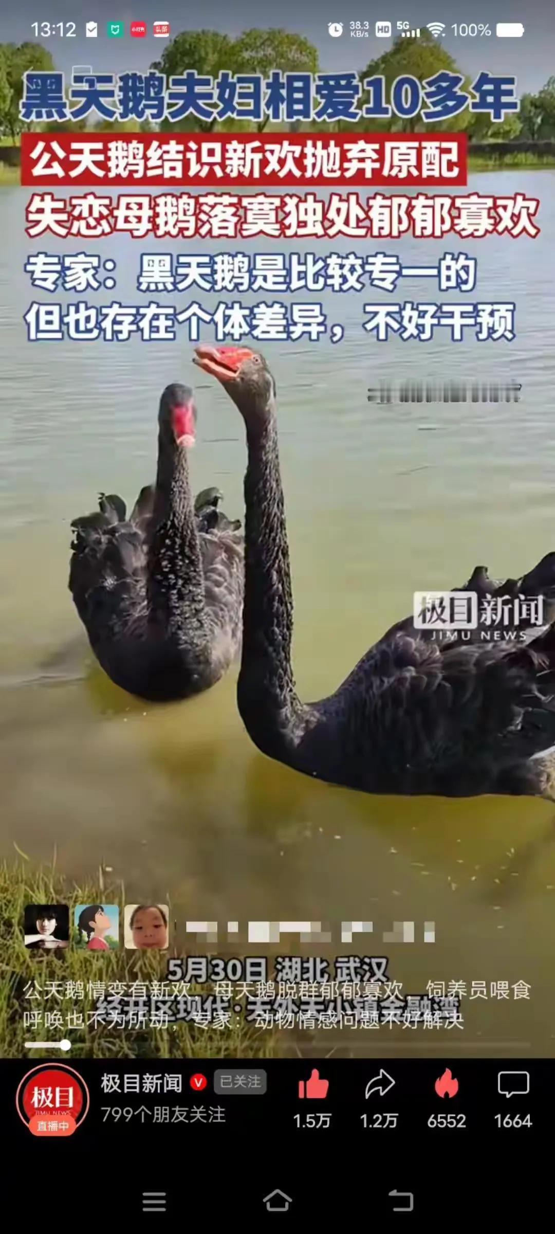 母天鹅的老公出轨后，饲养员余亚洲为伤心抑郁的母天鹅介绍了两只公天鹅，可网友认为饲