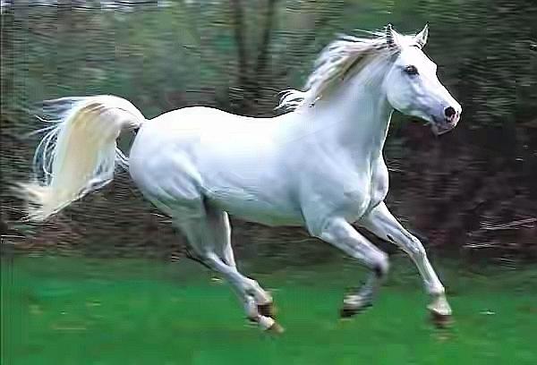 今天——2026年元旦，马年第一天。祝天下世人各个一马当先，事事彩头！