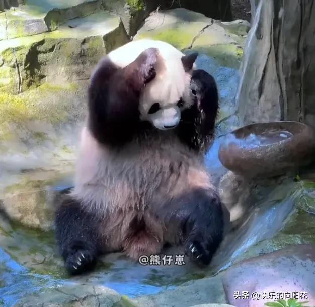 [呲牙]现在大熊猫都这么讲究，这么讲卫生这么爱干净了么？这差一点就进化成人了吧！