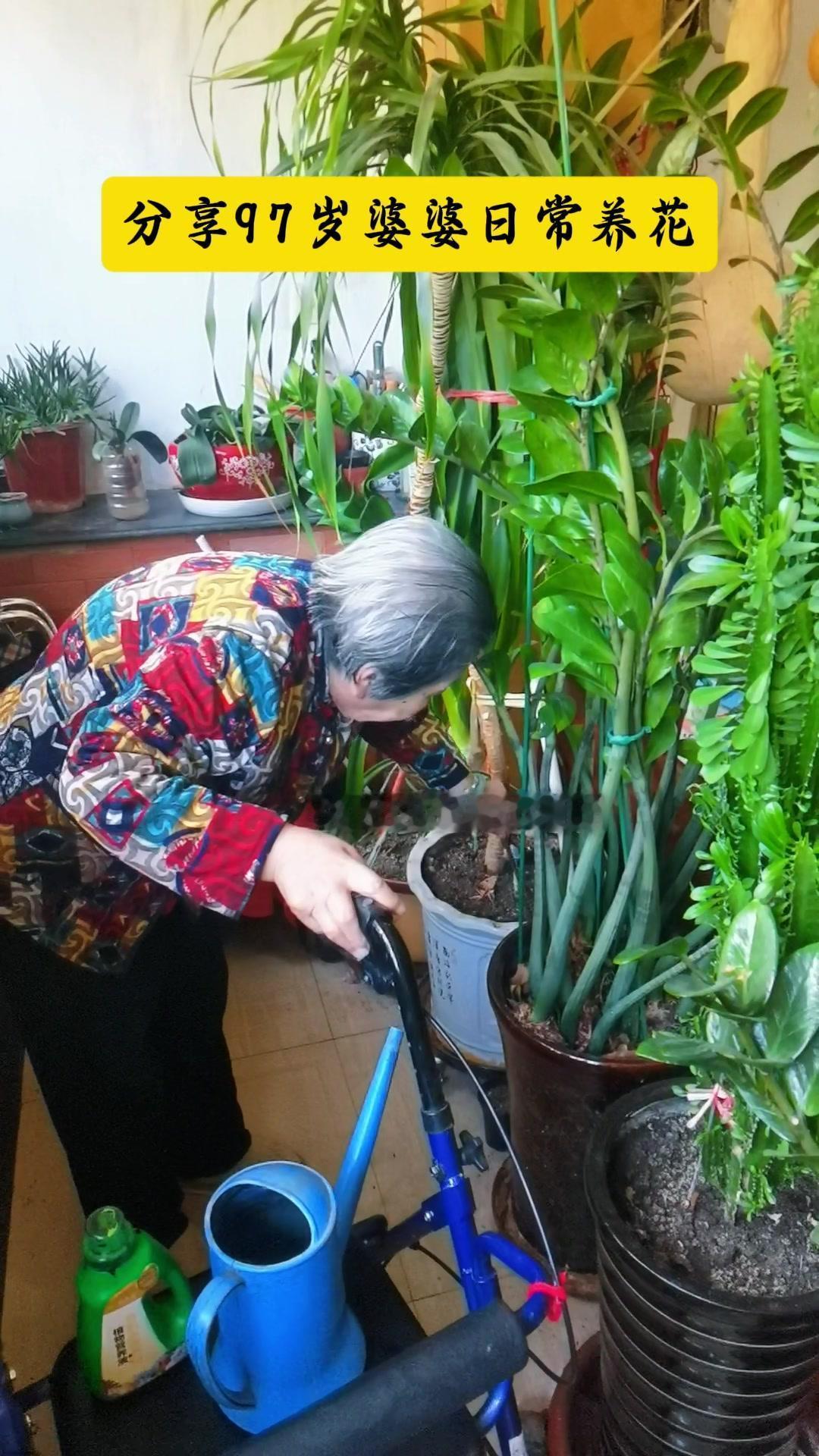 每次看婆婆养花都觉得好治愈！97岁的她养出的花总是油绿茂盛，秘诀都在这浇水施肥里