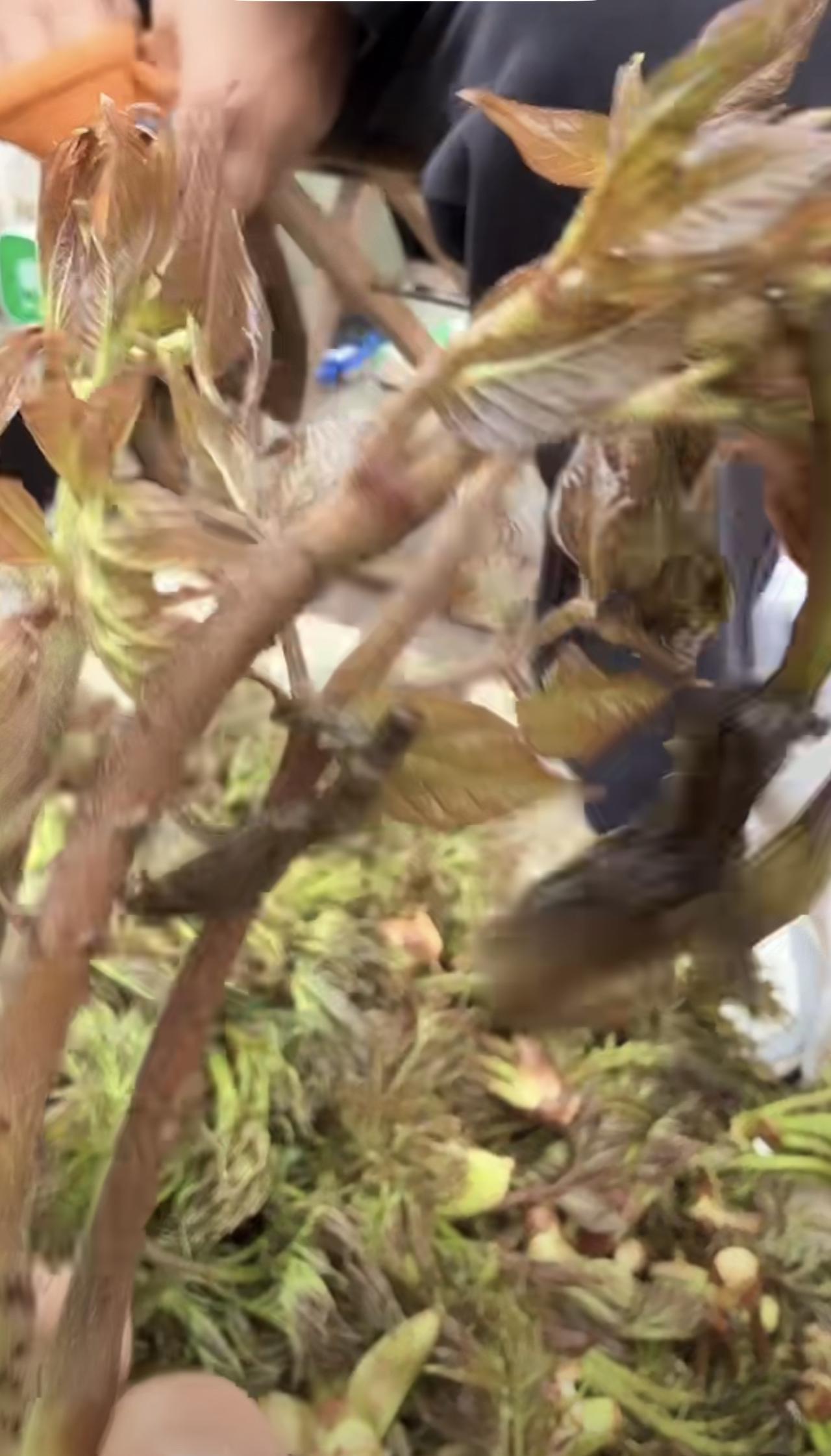 听说这是山野菜，你们知道啥名字吗？

逛早市，偶尔会见到一些叫不出名字的东西，只