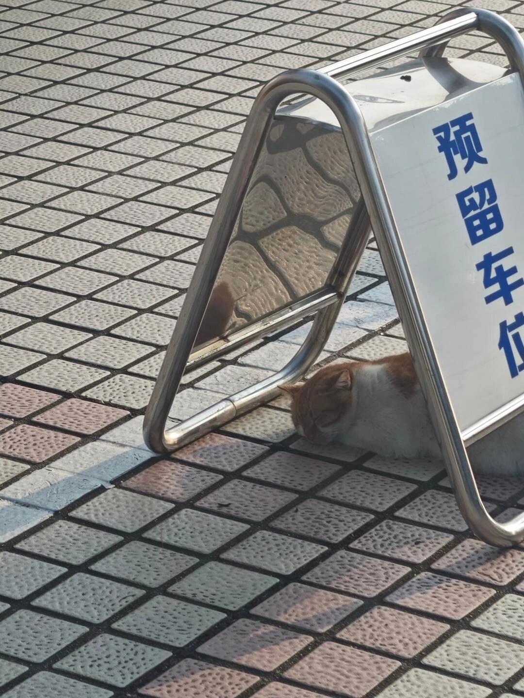 聪明小咪 躲太阳的咪 