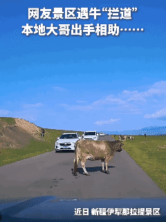 网友景区遇牛“拦道”，
还得是本地大哥出手相助🤙