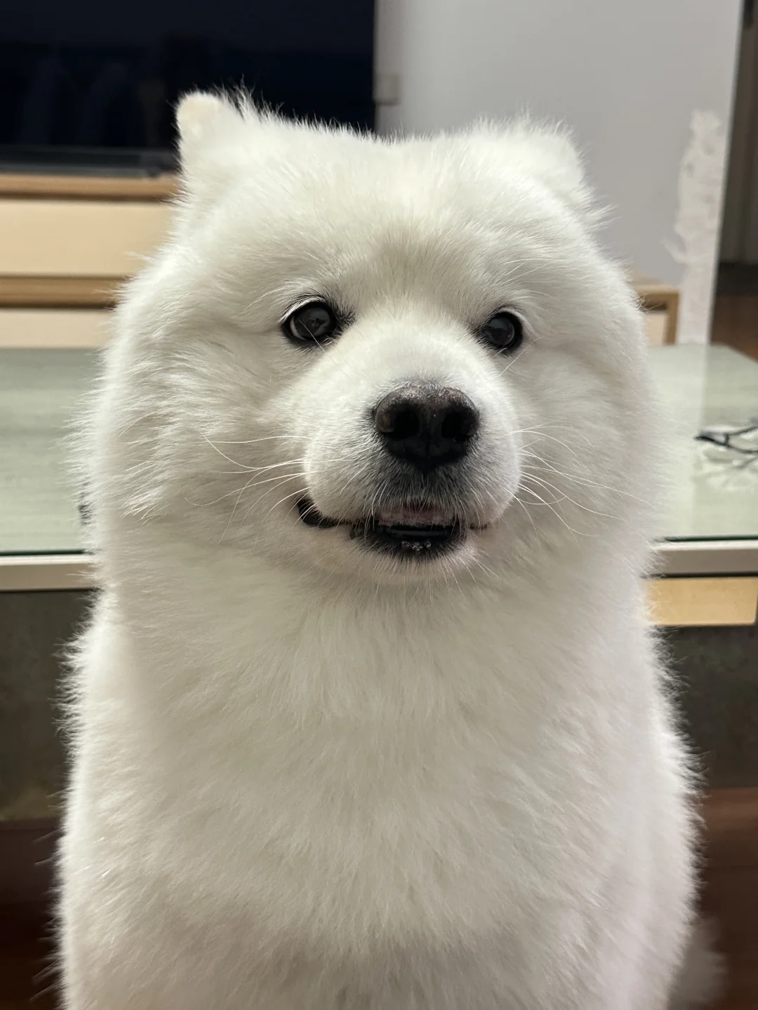 嘻嘻