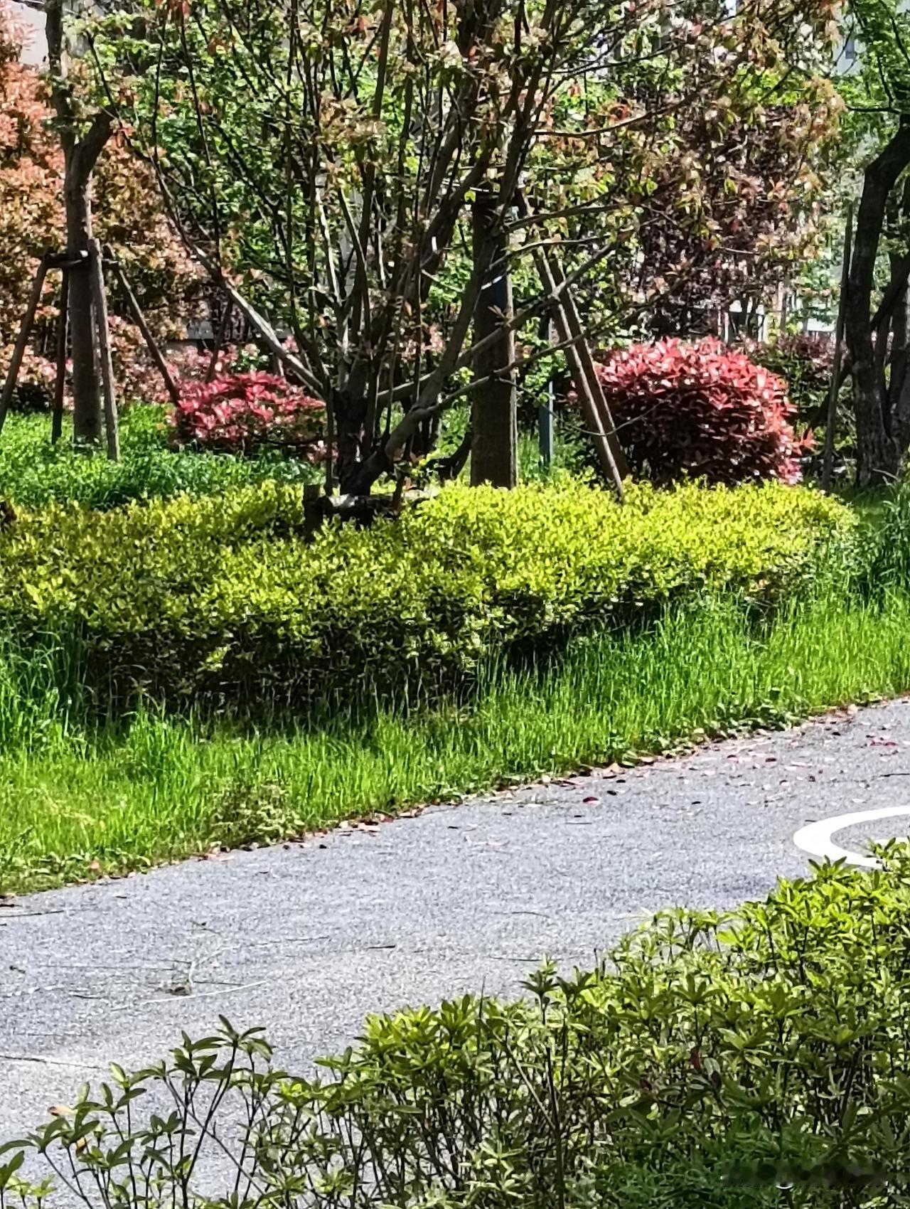 春日暖阳下，绿意盎然的公园小径，静谧而美好。公园治愈系美景