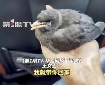 “简直不可思议！”一位女子在街边餐馆吃饭时，突然飞来一只小野鸟，大胆地落在菜锅、