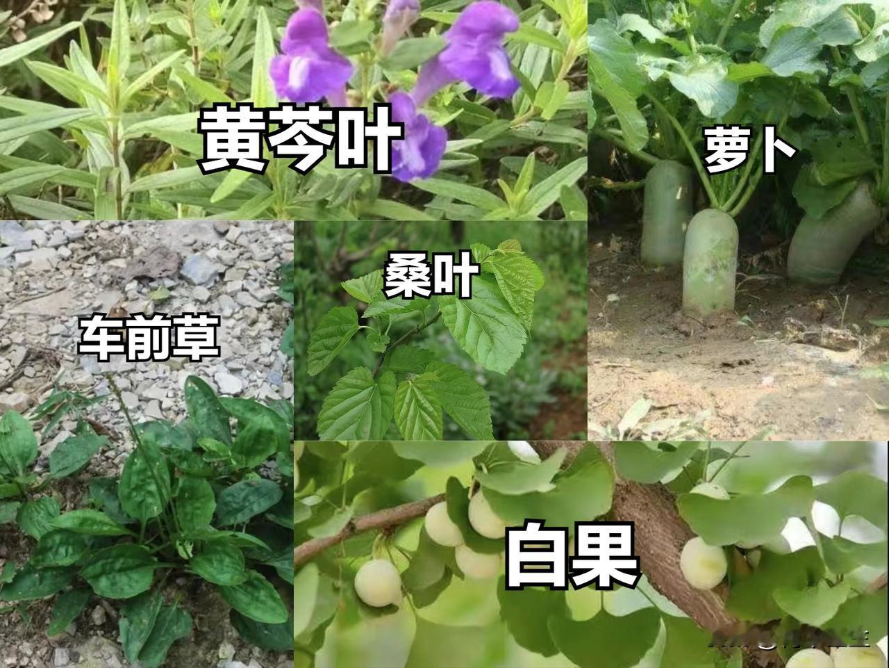 常用经典小方，小病不用跑，临床上屡试不爽

1. 桑叶＋薄荷（适量沏水代茶饮）—