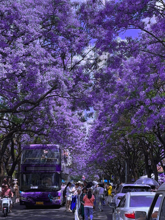 成都！蓝花楹浪漫来袭💜！错过等一年合集攻略