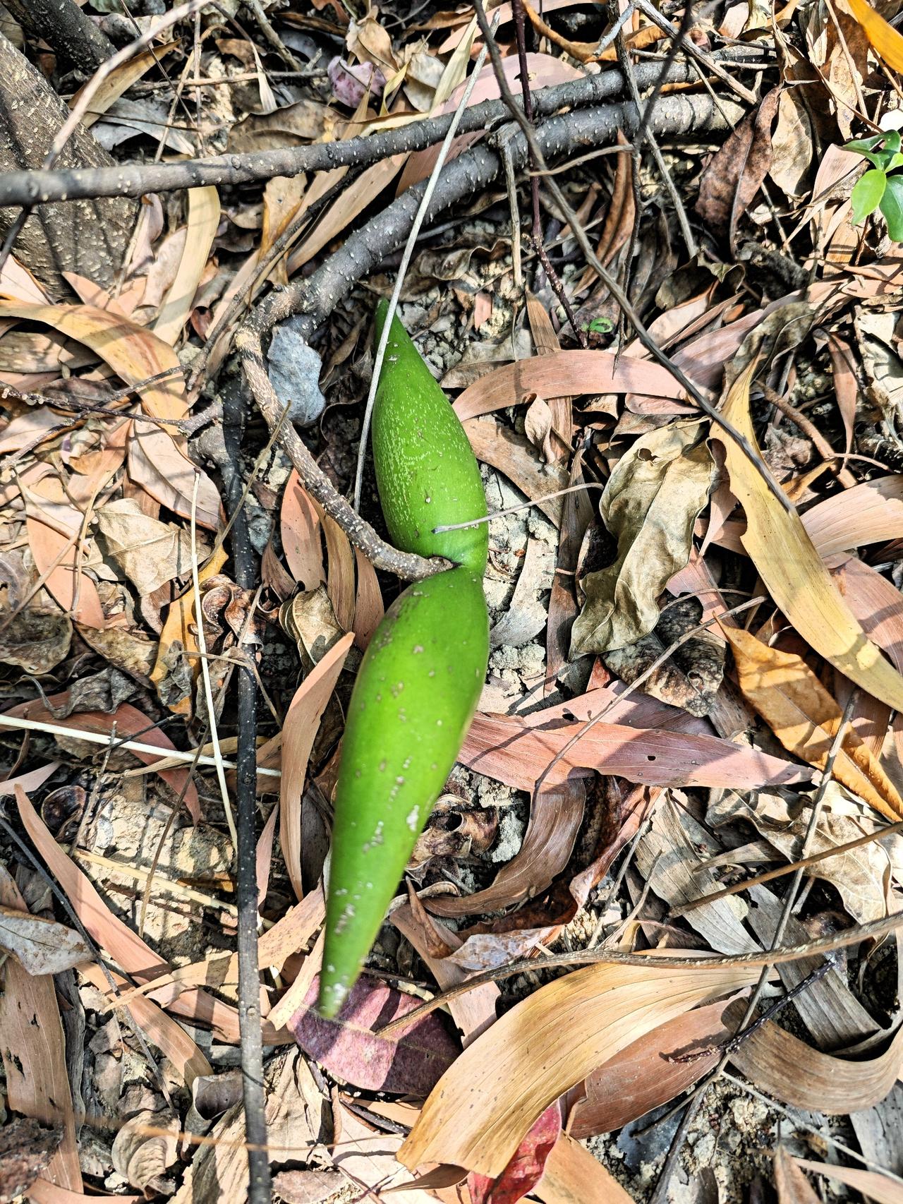 徒步时碰见野果，不要乱吃，也不要乱碰，万一像我一样，碰见的是毒株，问题可大可小！