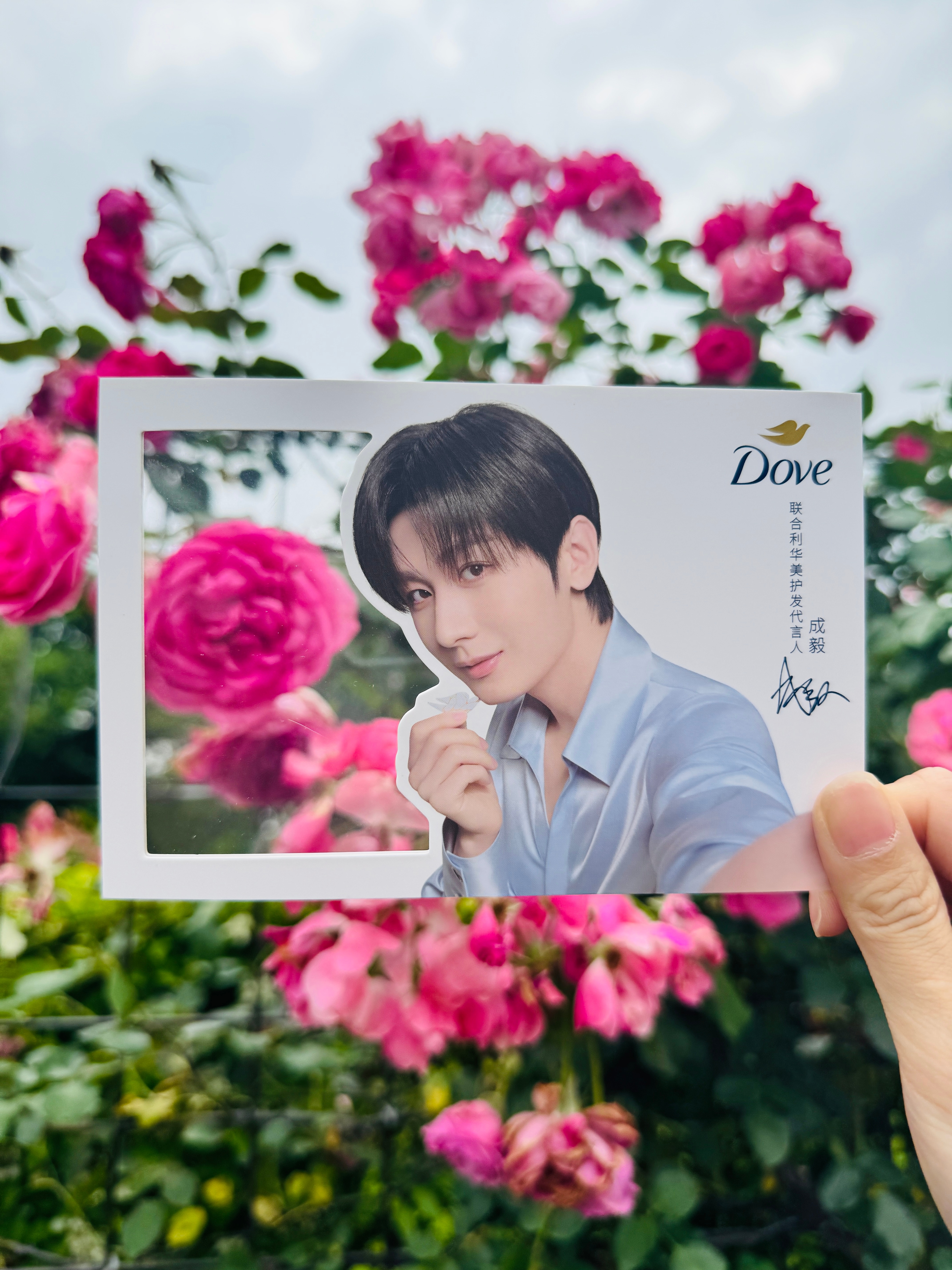 花海来信，和成毅一起解锁多芬春日限定🌹 