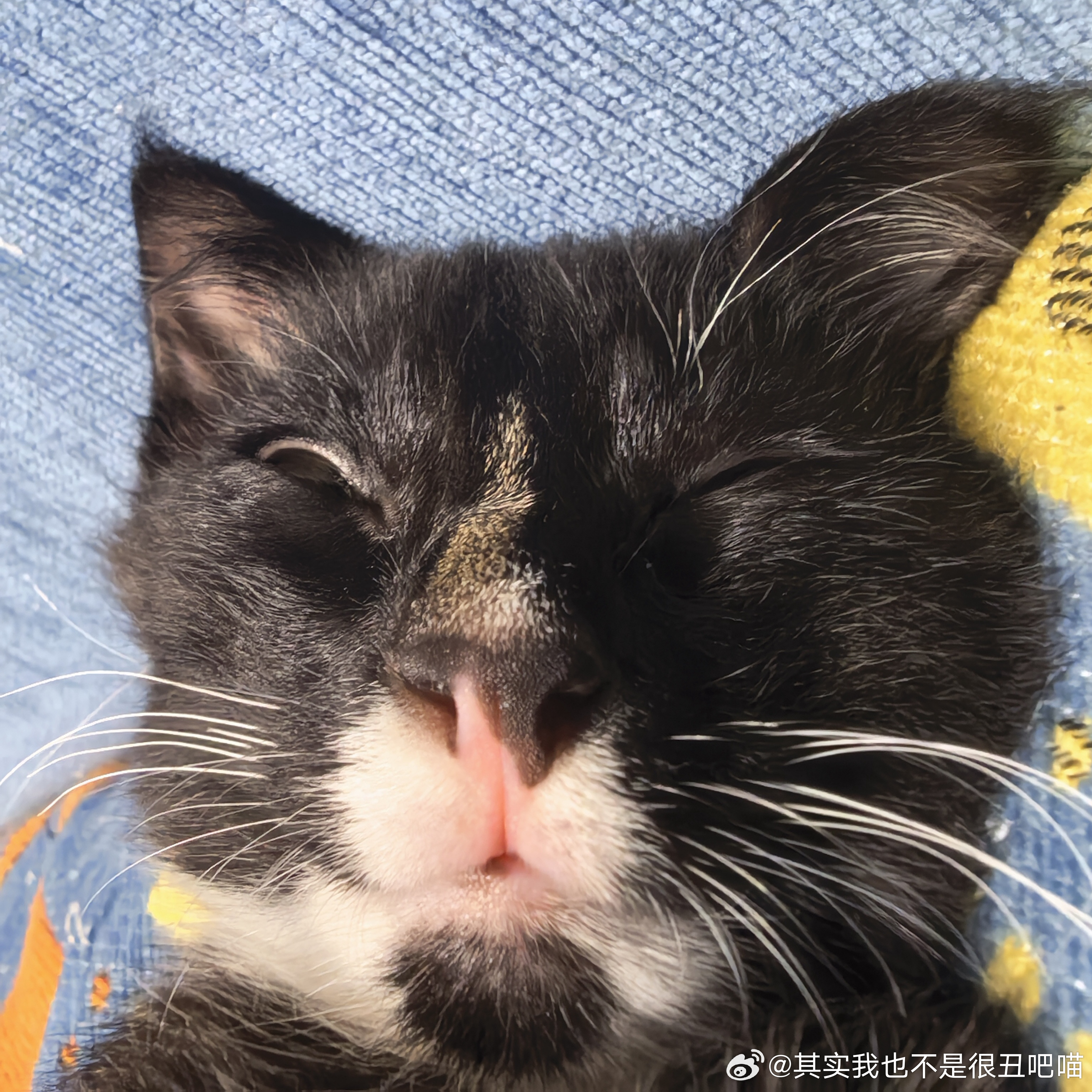 49361【丑猫】不知道 咪的睡姿很曼妙